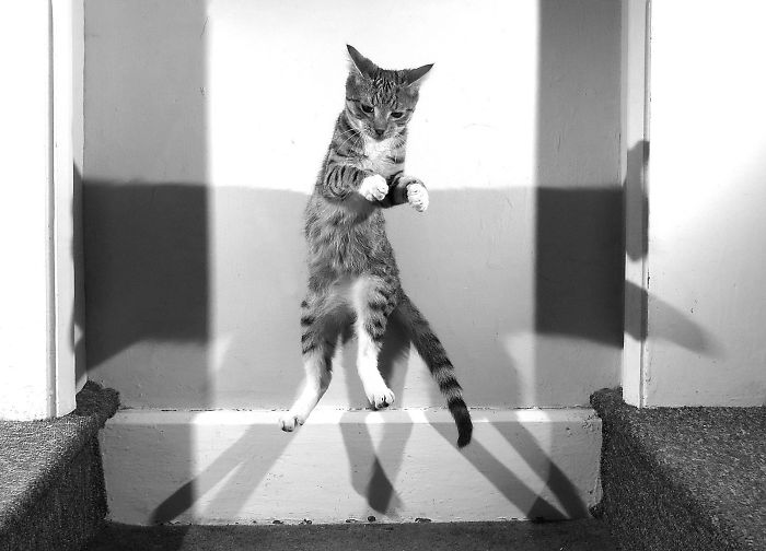 32 Evidences That Our Kitten Is A Part Kangaroo And Part Velociraptor 32 Evidences That Our Kitten Is A Part Kangaroo And Part Velociraptor