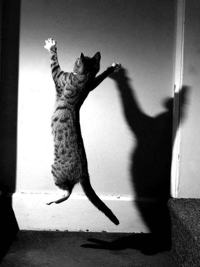 32 Evidences That Our Kitten Is A Part Kangaroo And Part Velociraptor 32 Evidences That Our Kitten Is A Part Kangaroo And Part Velociraptor