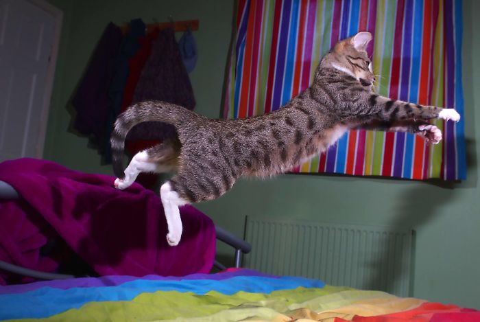 32 Evidences That Our Kitten Is A Part Kangaroo And Part Velociraptor 32 Evidences That Our Kitten Is A Part Kangaroo And Part Velociraptor