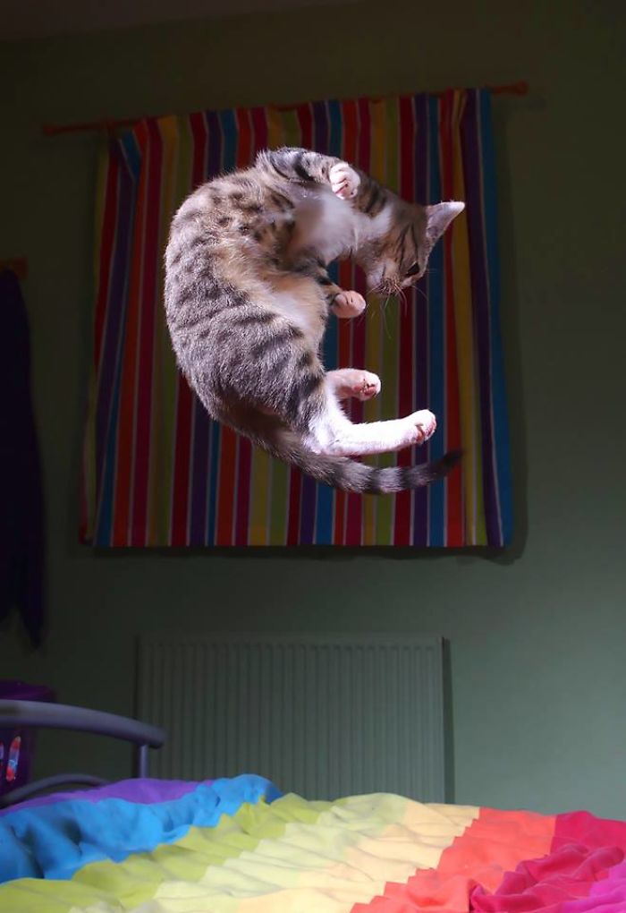 32 Evidences That Our Kitten Is A Part Kangaroo And Part Velociraptor 32 Evidences That Our Kitten Is A Part Kangaroo And Part Velociraptor