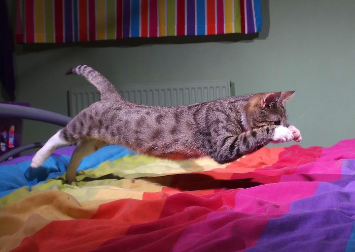 32 Evidences That Our Kitten Is A Part Kangaroo And Part Velociraptor 32 Evidences That Our Kitten Is A Part Kangaroo And Part Velociraptor