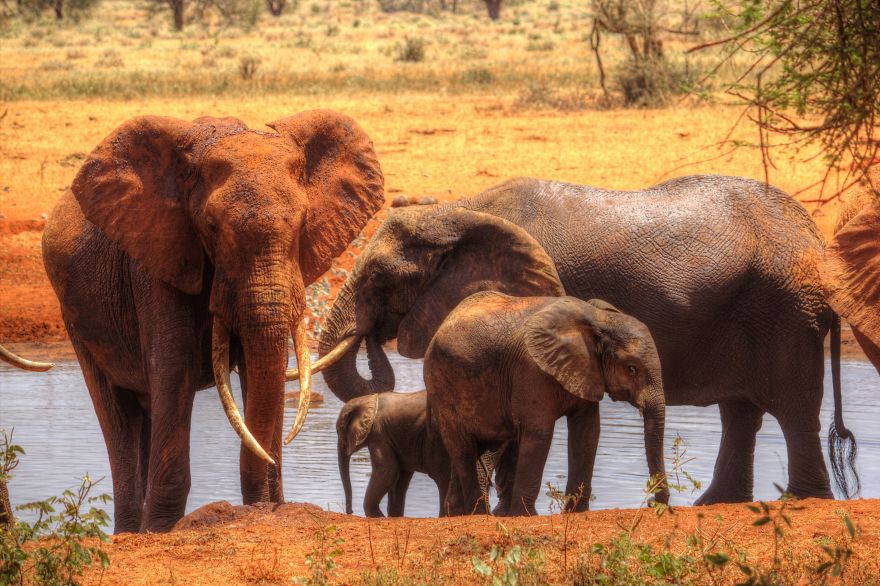 I Am Truly Amazed With Wild Animals In Kenya! I Am Truly Amazed With Wild Animals In Kenya!