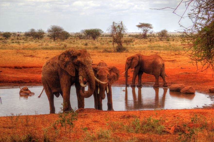 I Am Truly Amazed With Wild Animals In Kenya! I Am Truly Amazed With Wild Animals In Kenya!