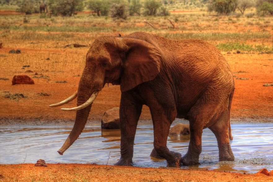 I Am Truly Amazed With Wild Animals In Kenya! I Am Truly Amazed With Wild Animals In Kenya!