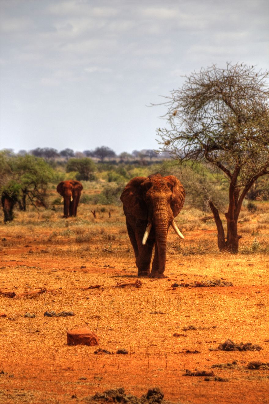 I Am Truly Amazed With Wild Animals In Kenya! I Am Truly Amazed With Wild Animals In Kenya!