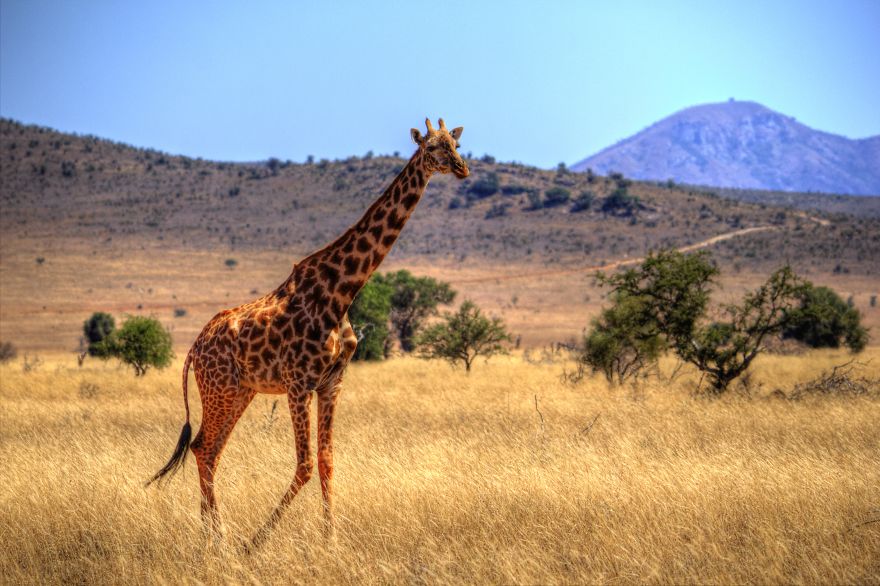 I Am Truly Amazed With Wild Animals In Kenya! I Am Truly Amazed With Wild Animals In Kenya!