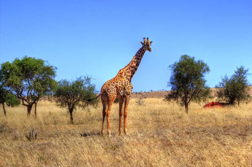 I Am Truly Amazed With Wild Animals In Kenya! I Am Truly Amazed With Wild Animals In Kenya!