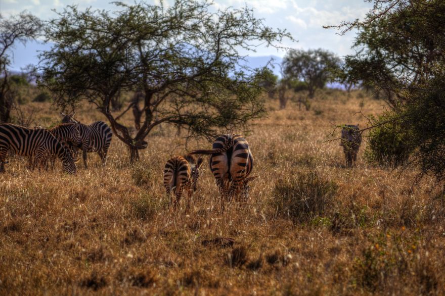 I Am Truly Amazed With Wild Animals In Kenya! I Am Truly Amazed With Wild Animals In Kenya!