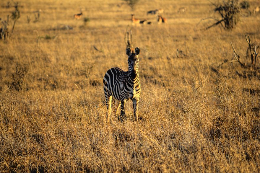 I Am Truly Amazed With Wild Animals In Kenya! I Am Truly Amazed With Wild Animals In Kenya!