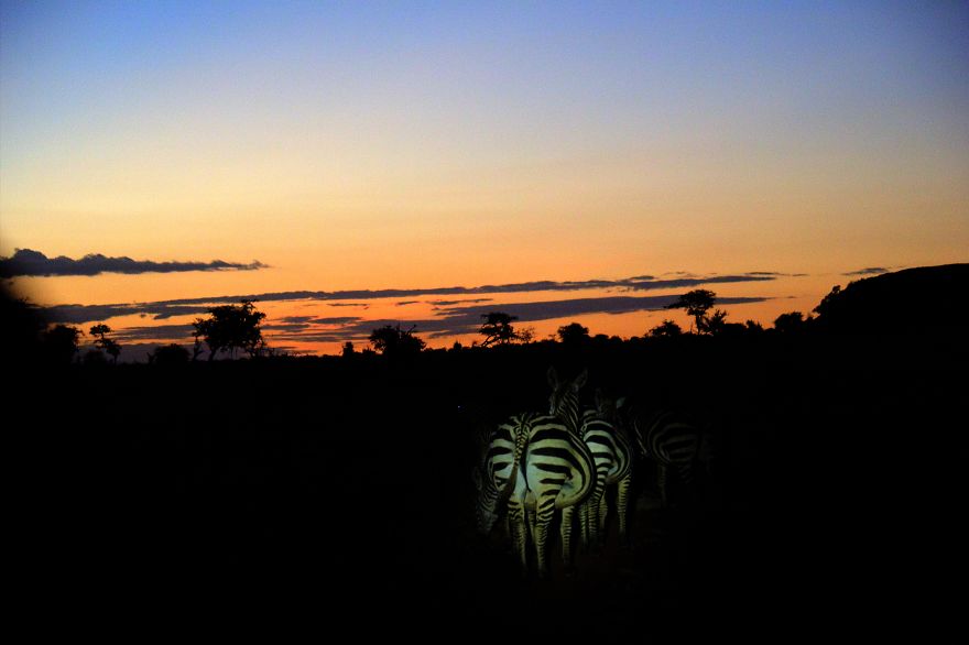 I Am Truly Amazed With Wild Animals In Kenya! I Am Truly Amazed With Wild Animals In Kenya!