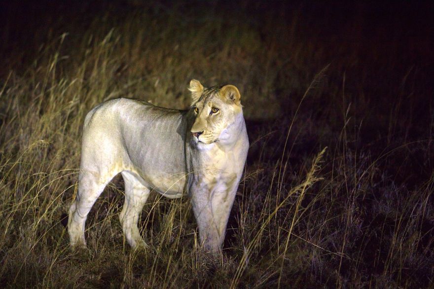 I Am Truly Amazed With Wild Animals In Kenya! I Am Truly Amazed With Wild Animals In Kenya!