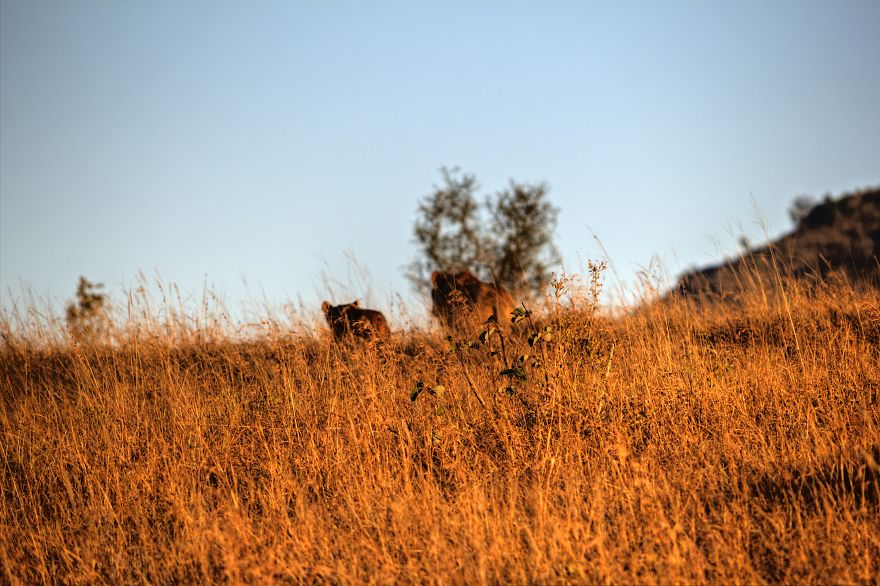 I Am Truly Amazed With Wild Animals In Kenya! I Am Truly Amazed With Wild Animals In Kenya!