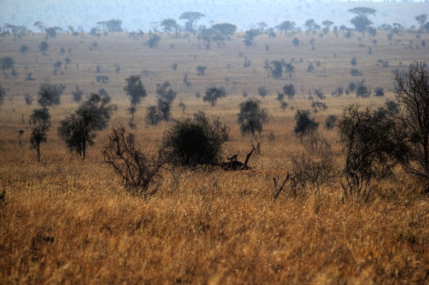 I Am Truly Amazed With Wild Animals In Kenya! I Am Truly Amazed With Wild Animals In Kenya!