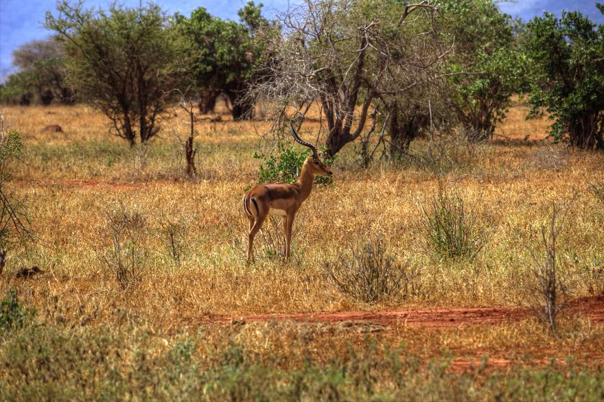 I Am Truly Amazed With Wild Animals In Kenya! I Am Truly Amazed With Wild Animals In Kenya!