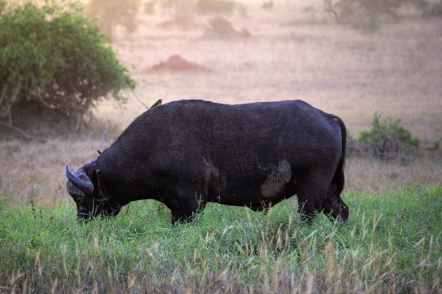 I Am Truly Amazed With Wild Animals In Kenya! I Am Truly Amazed With Wild Animals In Kenya!