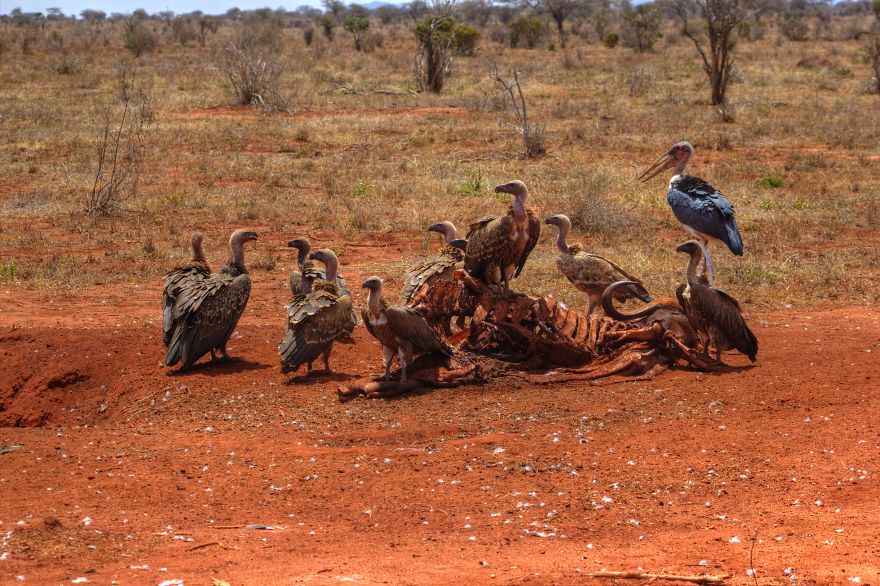 I Am Truly Amazed With Wild Animals In Kenya! I Am Truly Amazed With Wild Animals In Kenya!