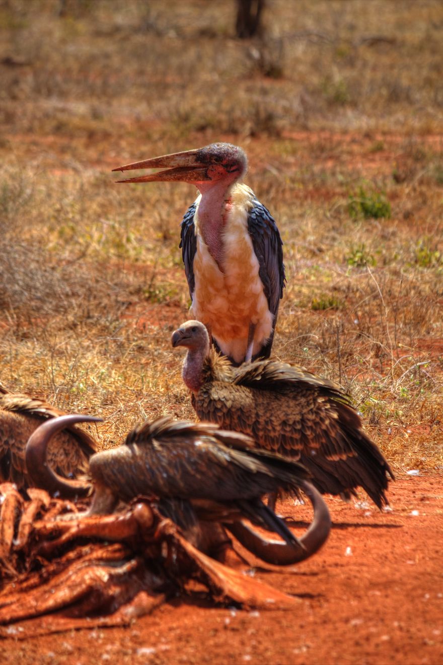 I Am Truly Amazed With Wild Animals In Kenya! I Am Truly Amazed With Wild Animals In Kenya!