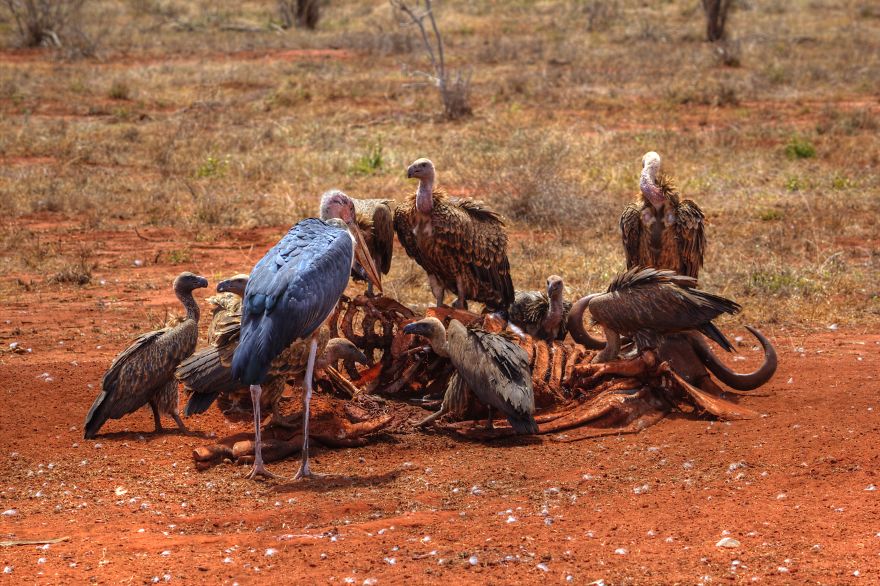 I Am Truly Amazed With Wild Animals In Kenya! I Am Truly Amazed With Wild Animals In Kenya!