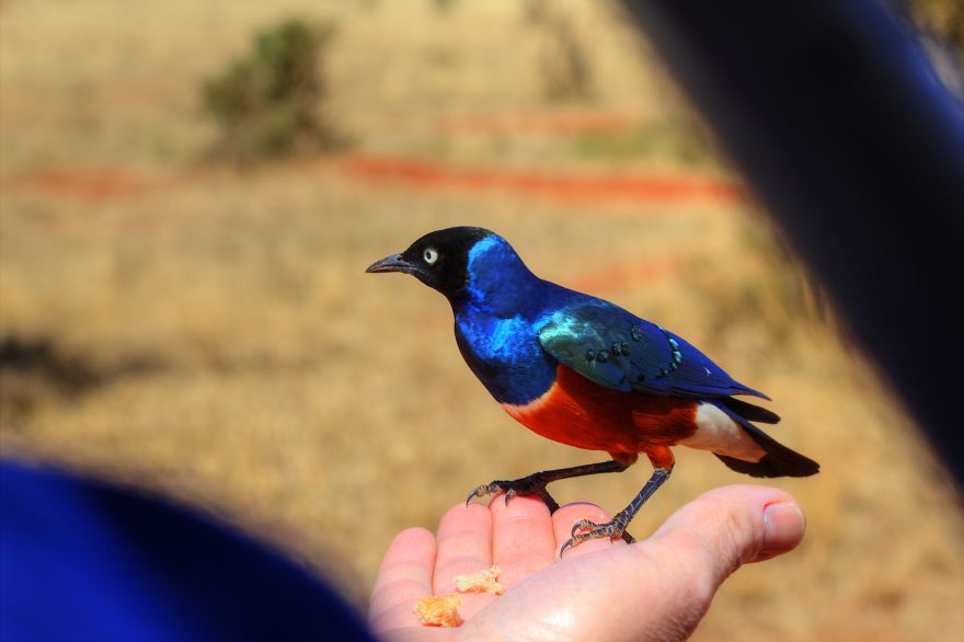 I Am Truly Amazed With Wild Animals In Kenya! I Am Truly Amazed With Wild Animals In Kenya!