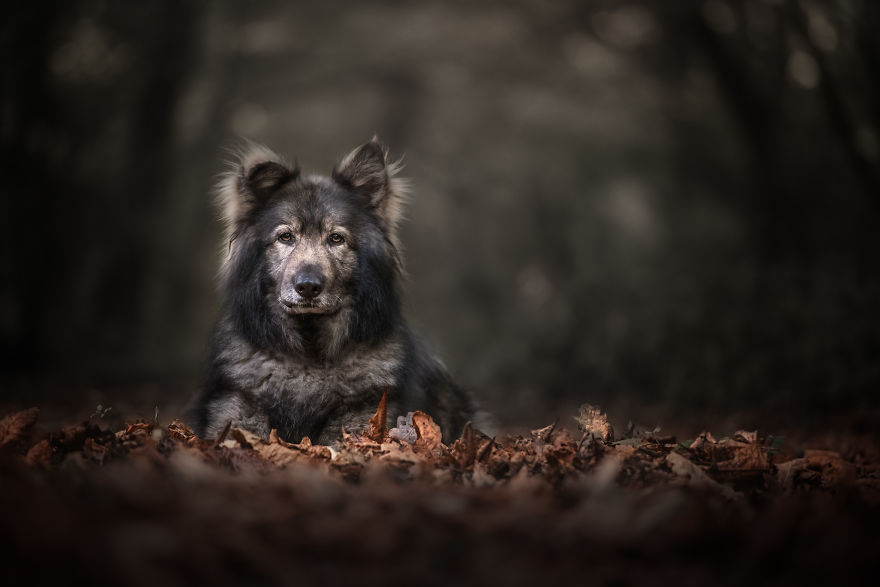 Photographing Naughty Dogs Photographing Naughty Dogs