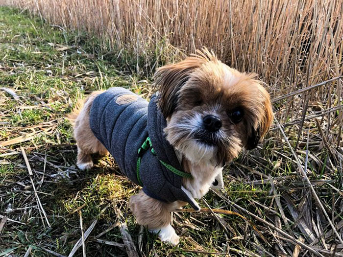 It’s Unbelievable How Much This ‘Scary’ Dog Changed In 8 Months After Being Rescued From The Streets It’s Unbelievable How Much This ‘Scary’ Dog Changed In 8 Months After Being Rescued From The Streets