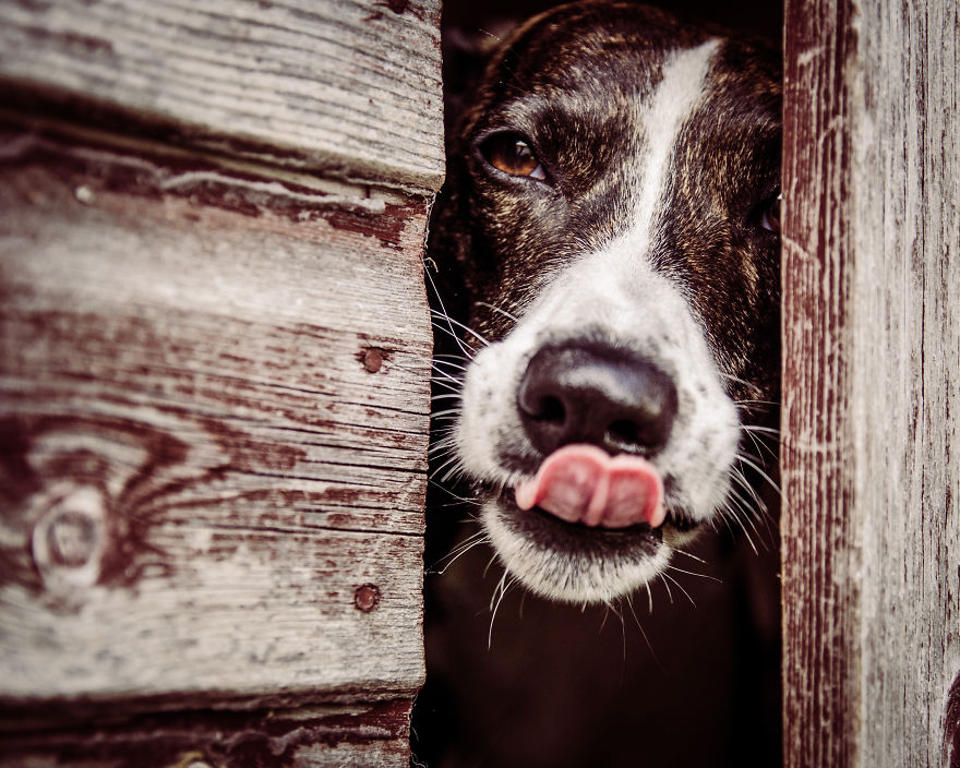 Rescue Dogs Turned Into Models Rescue Dogs Turned Into Models