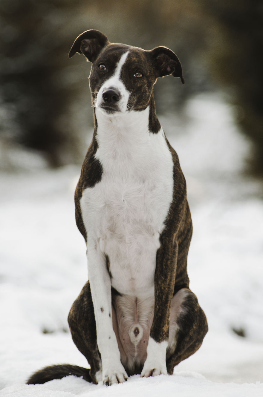 Rescue Dogs Turned Into Models Rescue Dogs Turned Into Models