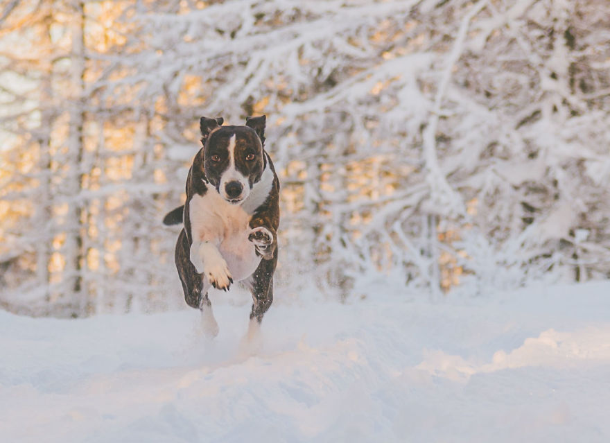 Rescue Dogs Turned Into Models Rescue Dogs Turned Into Models
