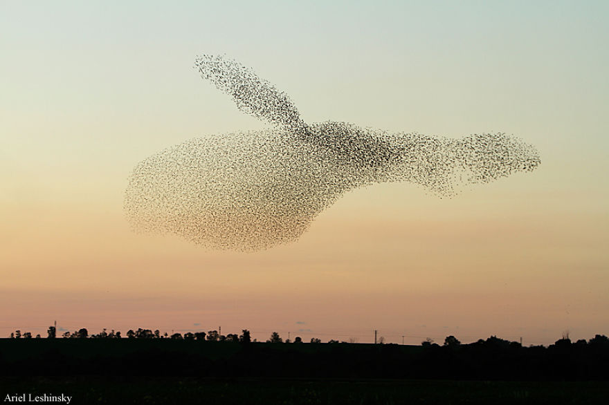I Chase Starlings To Capture The Intricate Shapes They Make I Chase Starlings To Capture The Intricate Shapes They Make