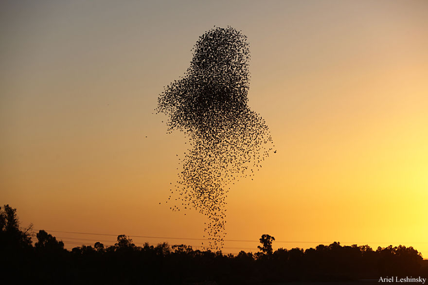 I Chase Starlings To Capture The Intricate Shapes They Make I Chase Starlings To Capture The Intricate Shapes They Make