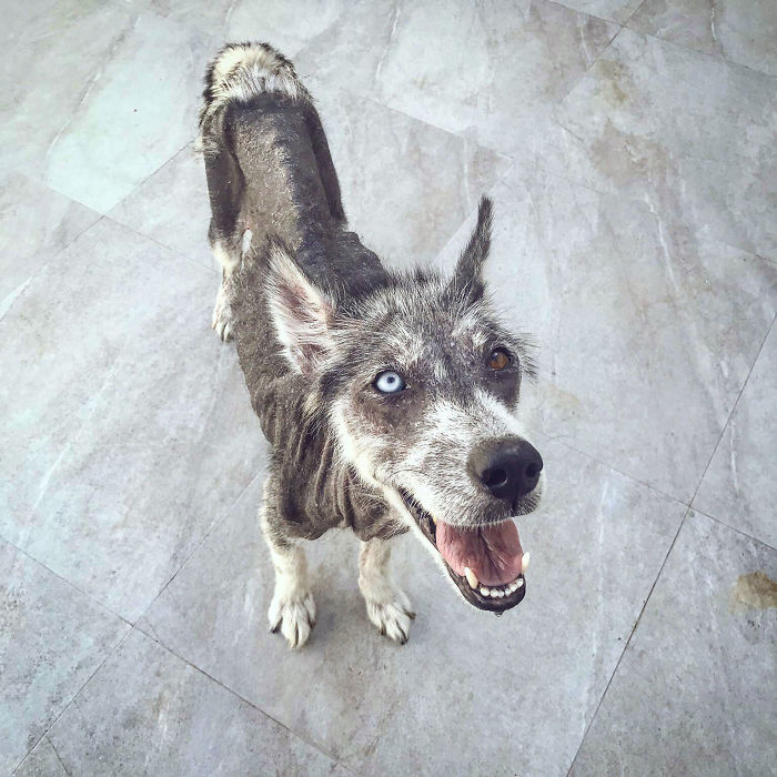 Rescued Husky Goes Through An Incredible Transformation In Just 8 Months And It’s Hard To Believe It’s The Same Dog Rescued Husky Goes Through An Incredible Transformation In Just 8 Months And It’s Hard To Believe It’s The Same Dog