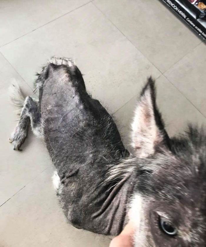 Rescued Husky Goes Through An Incredible Transformation In Just 8 Months And It’s Hard To Believe It’s The Same Dog Rescued Husky Goes Through An Incredible Transformation In Just 8 Months And It’s Hard To Believe It’s The Same Dog