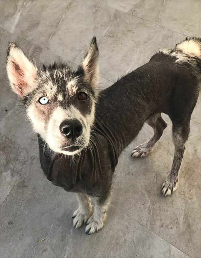 Rescued Husky Goes Through An Incredible Transformation In Just 8 Months And It’s Hard To Believe It’s The Same Dog Rescued Husky Goes Through An Incredible Transformation In Just 8 Months And It’s Hard To Believe It’s The Same Dog