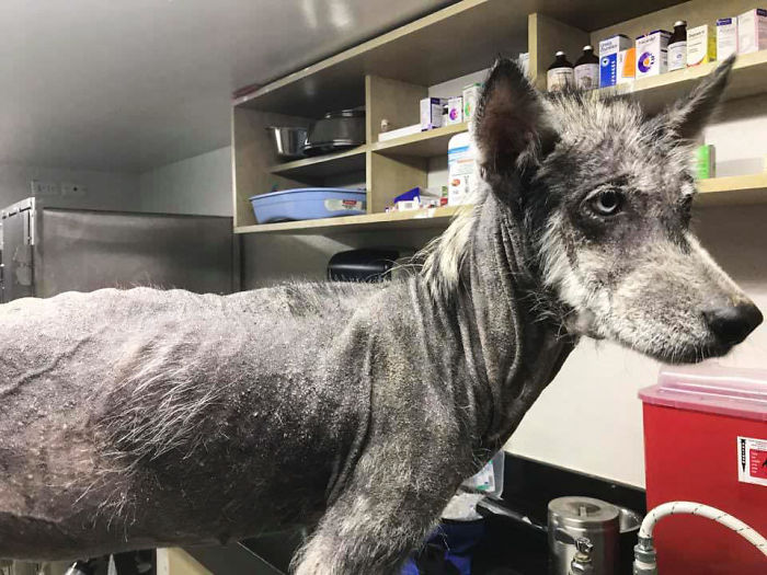 Rescued Husky Goes Through An Incredible Transformation In Just 8 Months And It’s Hard To Believe It’s The Same Dog Rescued Husky Goes Through An Incredible Transformation In Just 8 Months And It’s Hard To Believe It’s The Same Dog