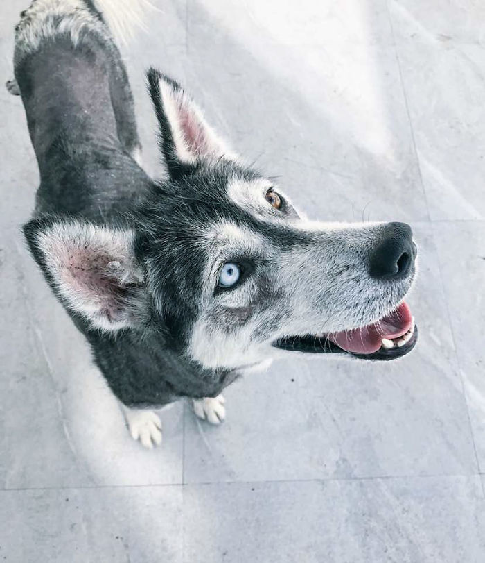 Rescued Husky Goes Through An Incredible Transformation In Just 8 Months And It’s Hard To Believe It’s The Same Dog Rescued Husky Goes Through An Incredible Transformation In Just 8 Months And It’s Hard To Believe It’s The Same Dog