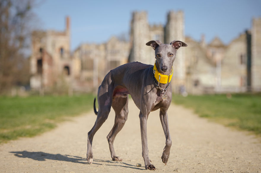 From Homeless To Professional Photographer, Inspired By Nature & Dogs From Homeless To Professional Photographer, Inspired By Nature & Dogs