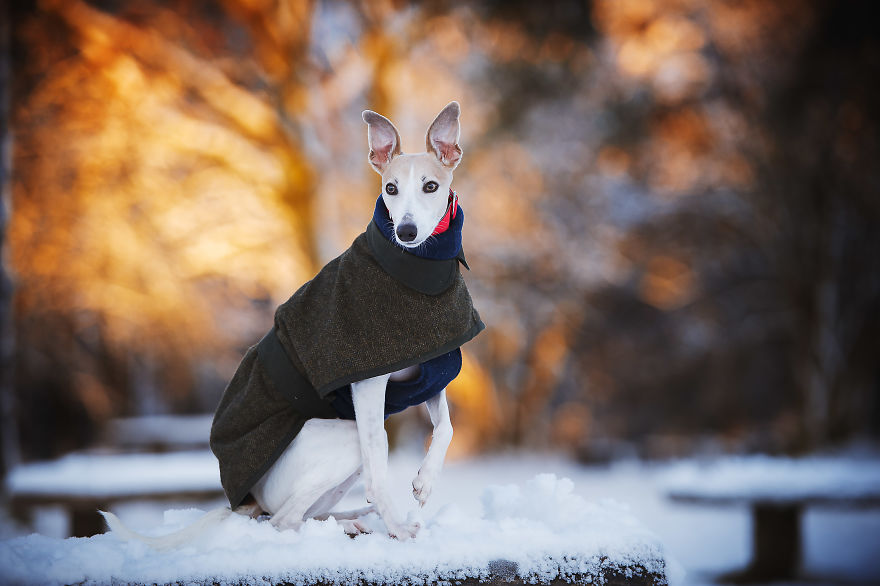 From Homeless To Professional Photographer, Inspired By Nature & Dogs From Homeless To Professional Photographer, Inspired By Nature & Dogs