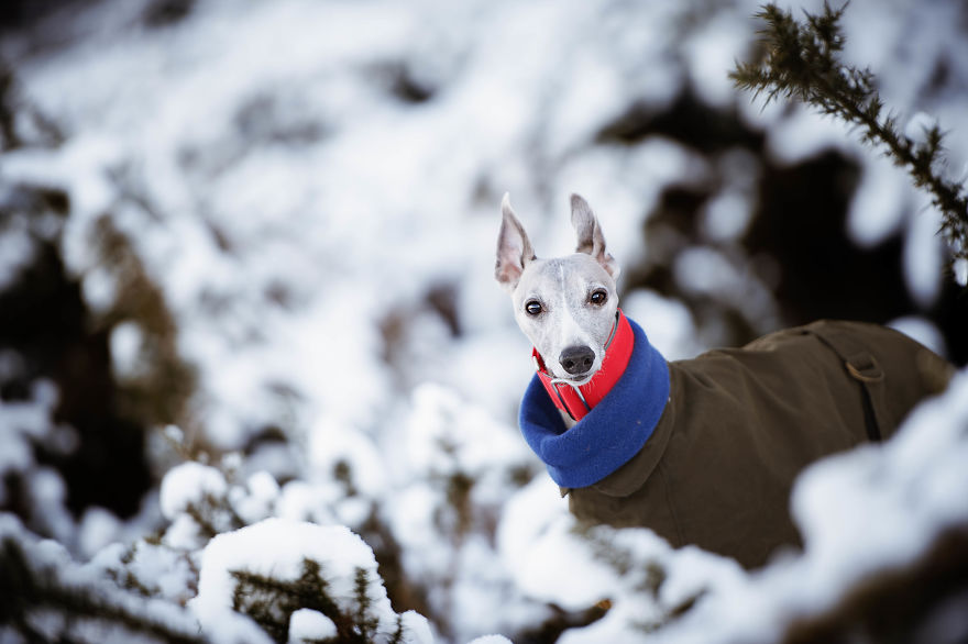 From Homeless To Professional Photographer, Inspired By Nature & Dogs From Homeless To Professional Photographer, Inspired By Nature & Dogs