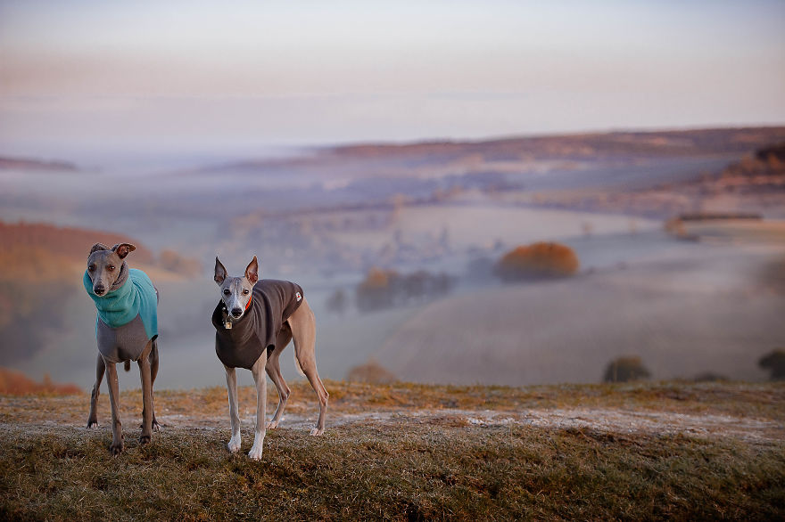 From Homeless To Professional Photographer, Inspired By Nature & Dogs From Homeless To Professional Photographer, Inspired By Nature & Dogs
