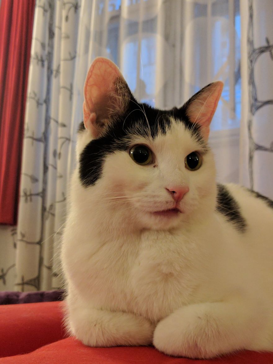 The Black And White Of Cats