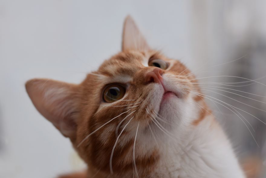 Photographer Captured Secret Lives Of Street Cats In Latvia