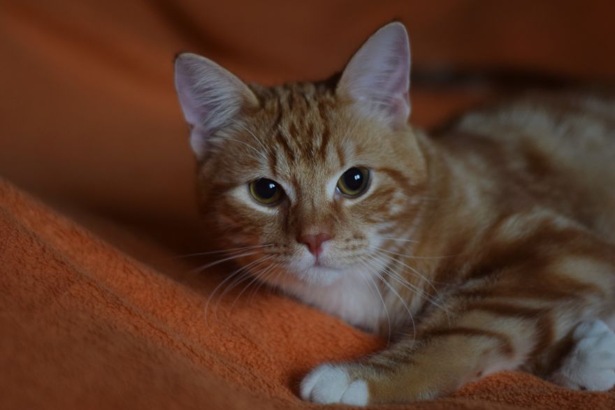 Photographer Captured Secret Lives Of Street Cats In Latvia