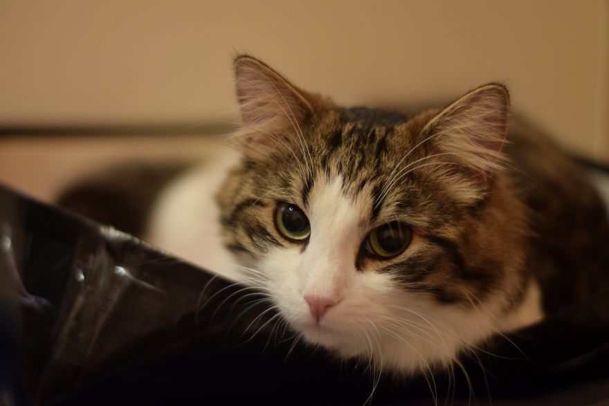 Photographer Captured Secret Lives Of Street Cats In Latvia