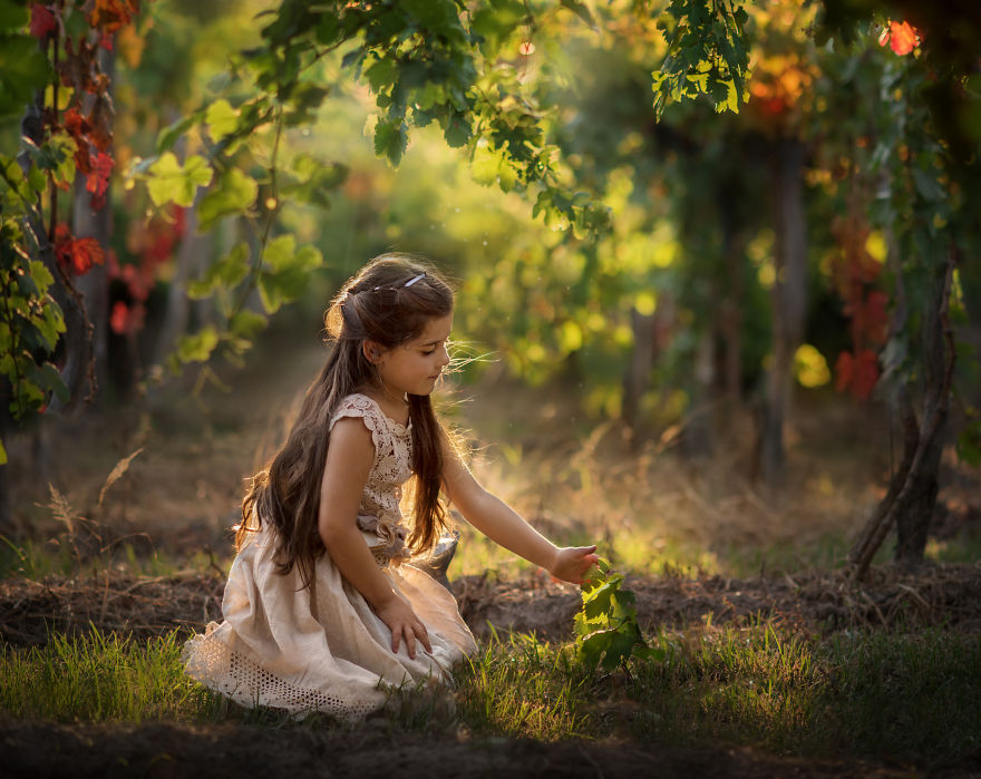 Images In A Vinyard, La Vendimia Images In A Vinyard, La Vendimia