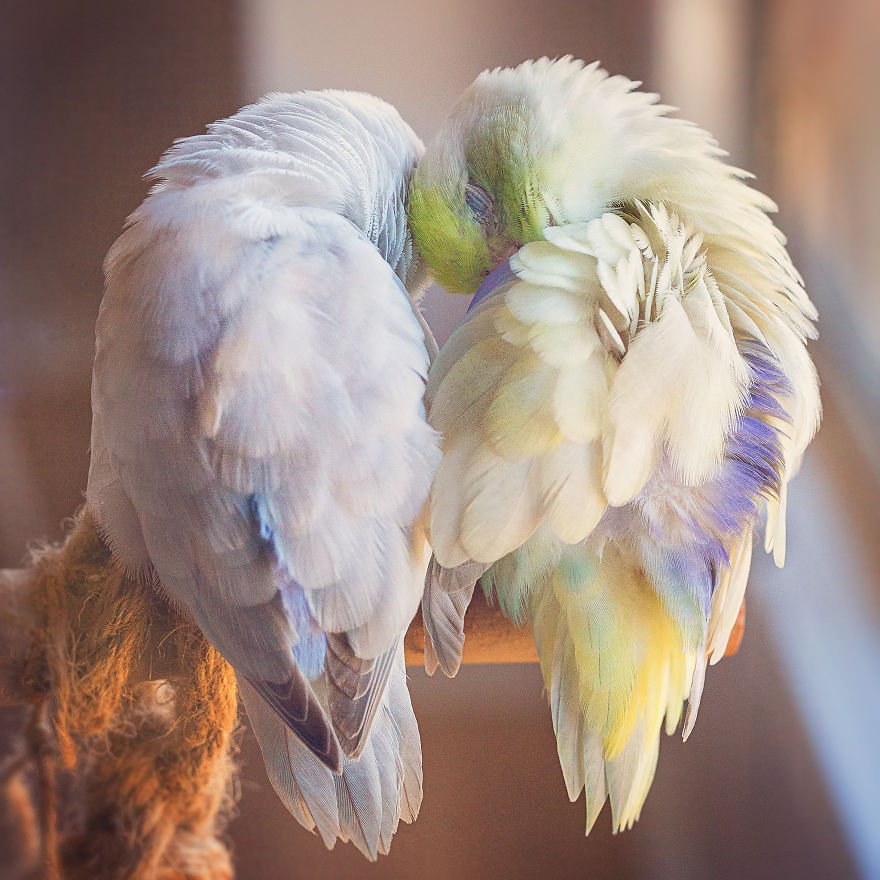 I Document A Storybook Love Between My Pastel Parrotlets, And The Result Will Melt Your Heart