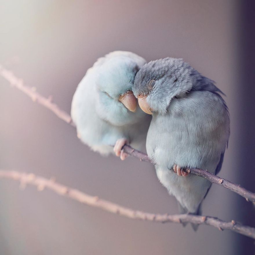 I Document A Storybook Love Between My Pastel Parrotlets, And The Result Will Melt Your Heart