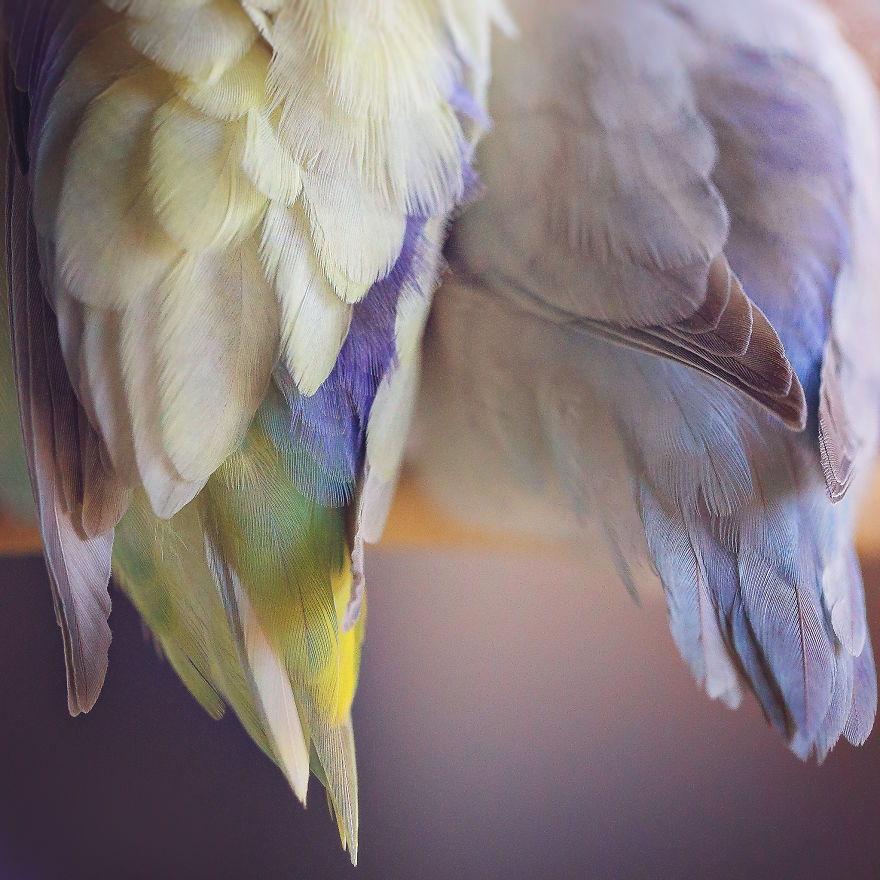 I Document A Storybook Love Between My Pastel Parrotlets, And The Result Will Melt Your Heart