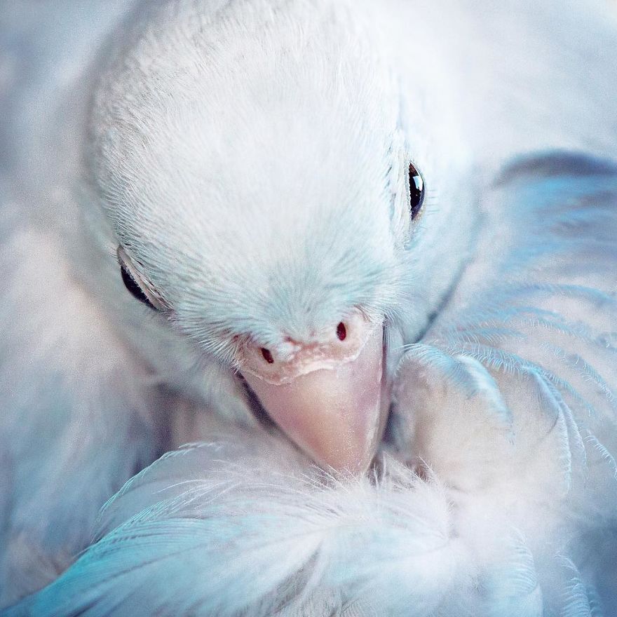 I Document A Storybook Love Between My Pastel Parrotlets, And The Result Will Melt Your Heart