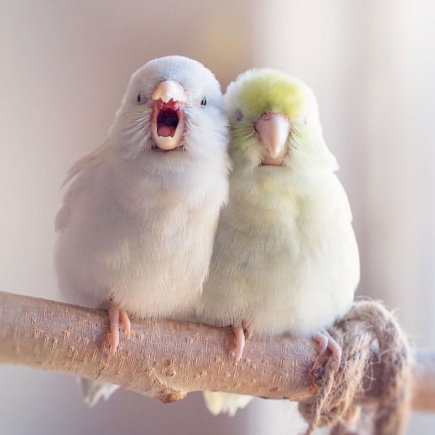 I Document A Storybook Love Between My Pastel Parrotlets, And The Result Will Melt Your Heart