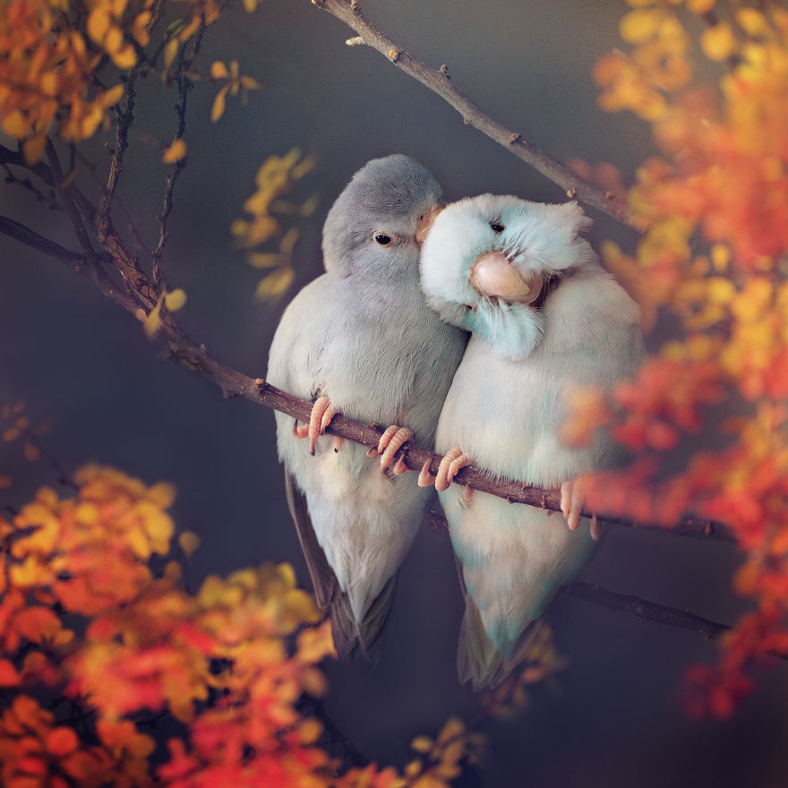 I Document A Storybook Love Between My Pastel Parrotlets, And The Result Will Melt Your Heart